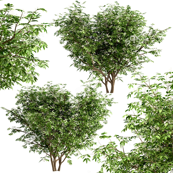  Exquisite Pair of Chinese Elderberry Trees 3D model image 5