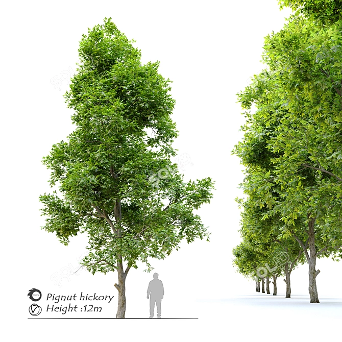 Pignut Hickory Tree (Carya glabra) 3D model image 6