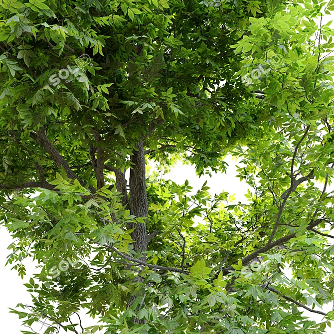 Pignut Hickory Tree (Carya glabra) 3D model image 7