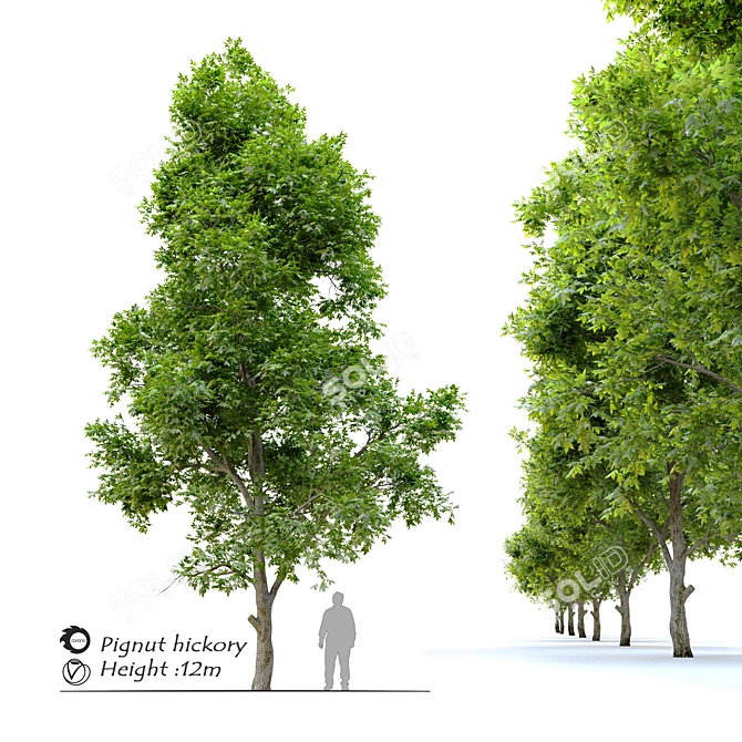 Pignut Hickory Tree (Carya glabra) 3D model image 10