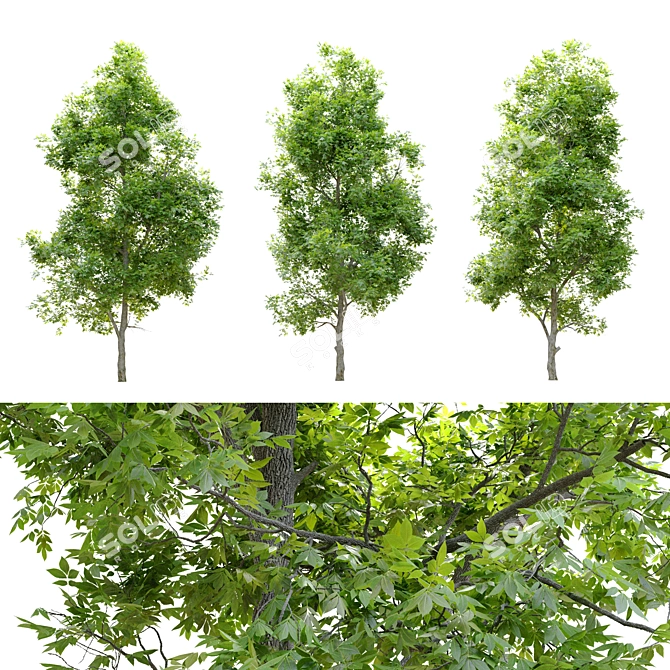 Pignut Hickory Tree (Carya glabra) 3D model image 14