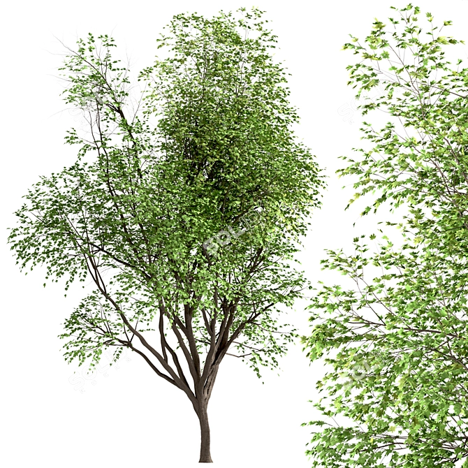 Growing Glory: 2 Silver Maple Trees Set 3D model image 6