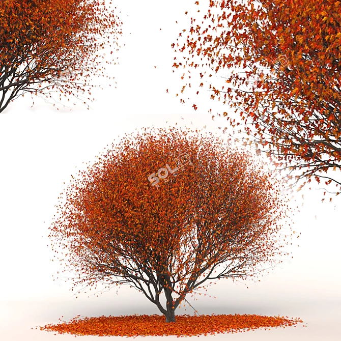 Japanese Red Maple Tree 3D model image 1