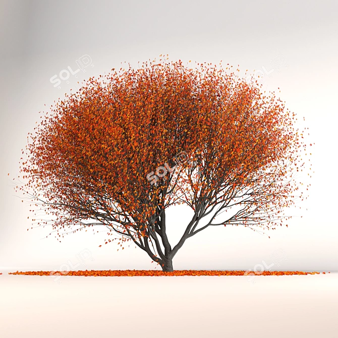 Japanese Red Maple Tree 3D model image 2