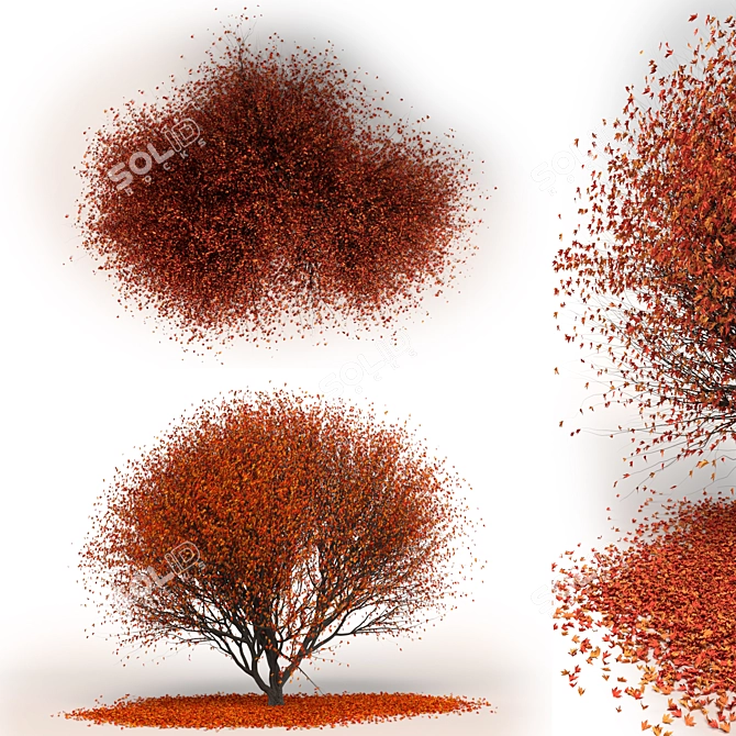 Japanese Red Maple Tree 3D model image 4