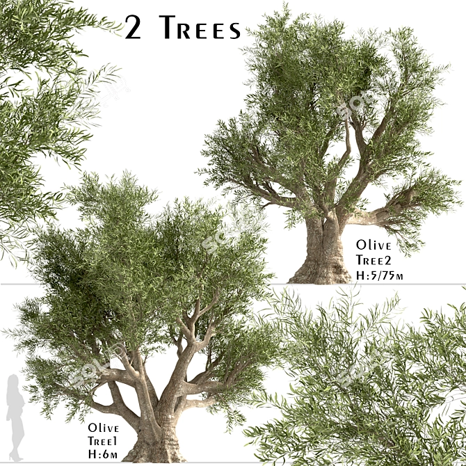 Mediterranean Duo: 2 Olive Trees 3D model image 1