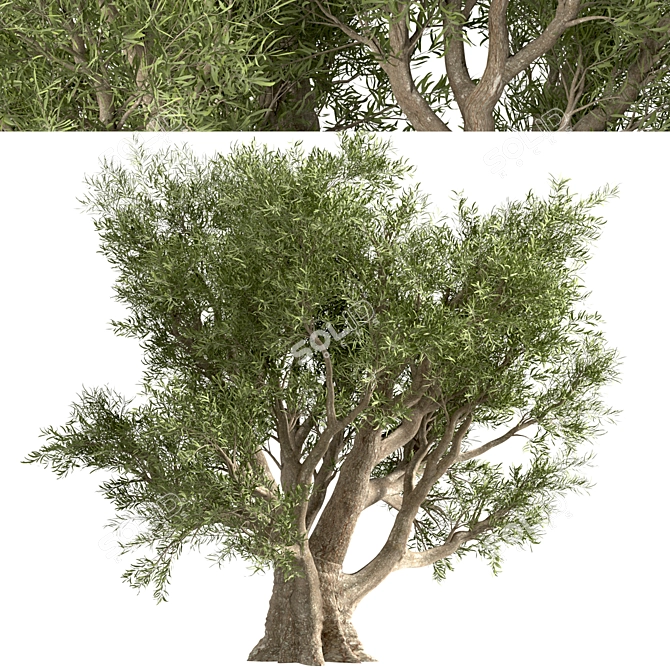 Mediterranean Duo: 2 Olive Trees 3D model image 2