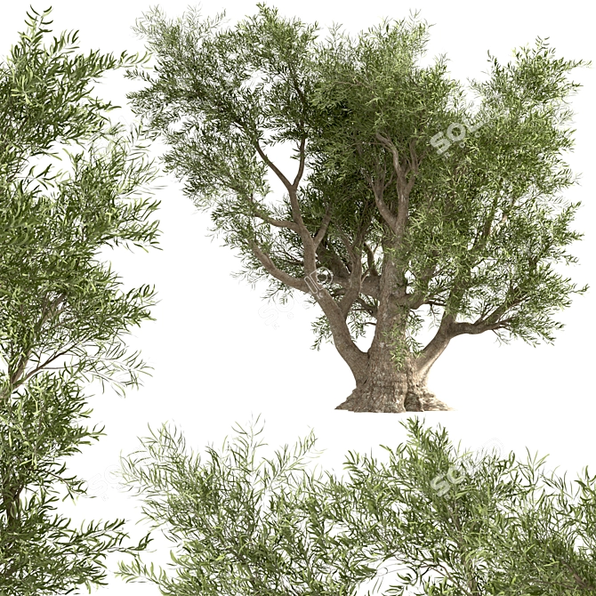 Mediterranean Duo: 2 Olive Trees 3D model image 3