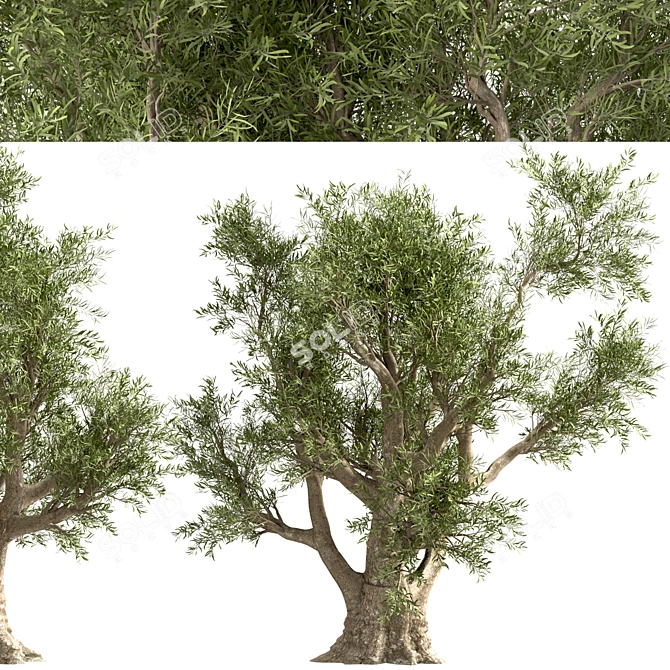 Mediterranean Duo: 2 Olive Trees 3D model image 4