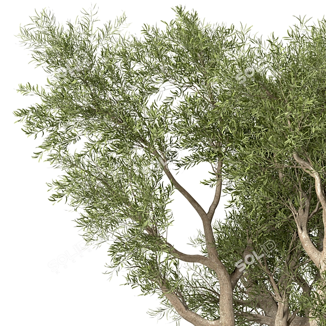 Mediterranean Duo: 2 Olive Trees 3D model image 5