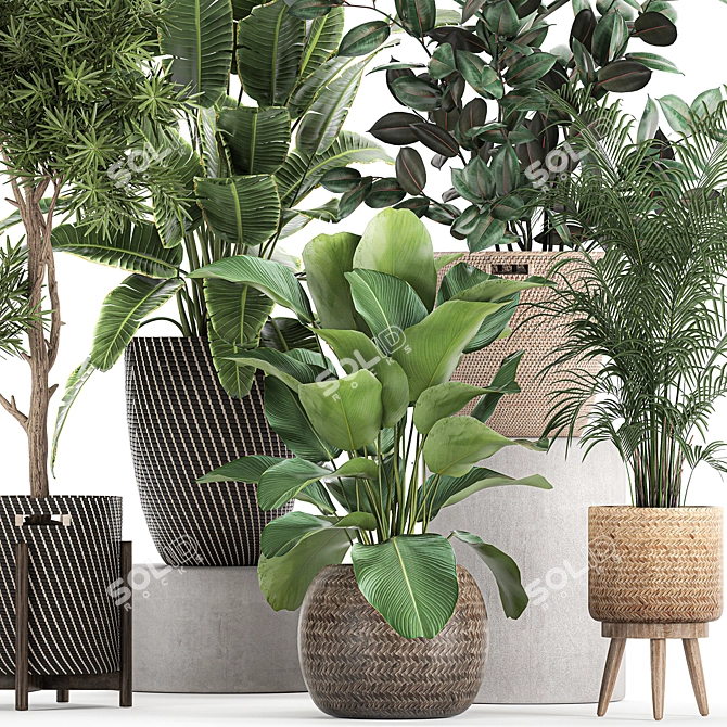 Exotic Plant Collection: Banana Palm, Ravenala, Ficus │ Decorative Plants for Indoor and Outdoor Use 3D model image 2