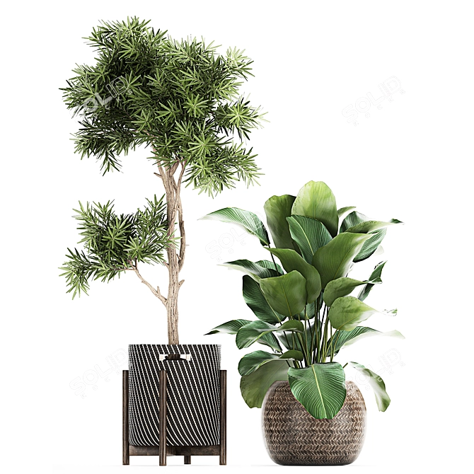 Exotic Plant Collection: Banana Palm, Ravenala, Ficus │ Decorative Plants for Indoor and Outdoor Use 3D model image 3