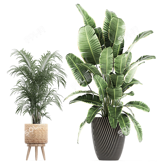 Exotic Plant Collection: Banana Palm, Ravenala, Ficus │ Decorative Plants for Indoor and Outdoor Use 3D model image 4