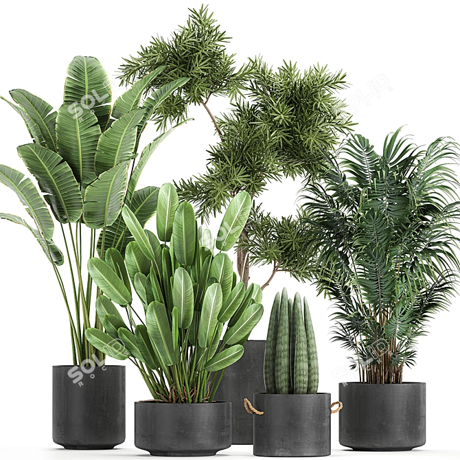 Tropical Plant Collection: Exotic Decor for Indoors & Out 3D model image 1