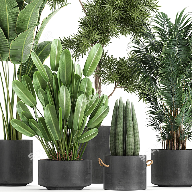 Tropical Plant Collection: Exotic Decor for Indoors & Out 3D model image 2