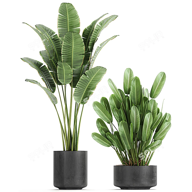 Tropical Plant Collection: Exotic Decor for Indoors & Out 3D model image 3