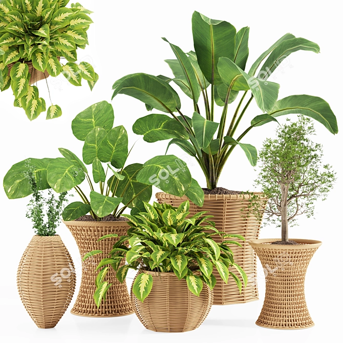 Tropical Indoor Plant Set 3D model image 1