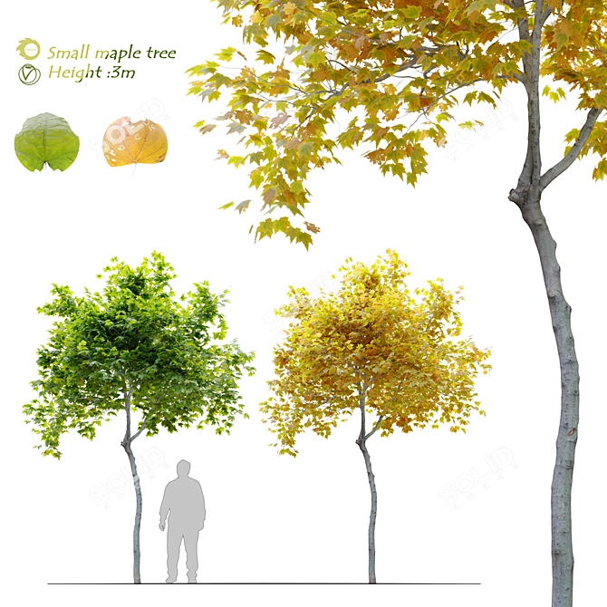Mini Maple Tree: 3m Height, Two Material Options 3D model image 1