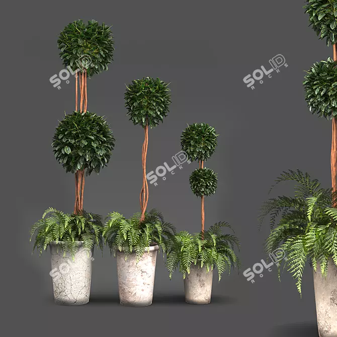 French Plant Collection: Tallest 250cm 3D model image 1
