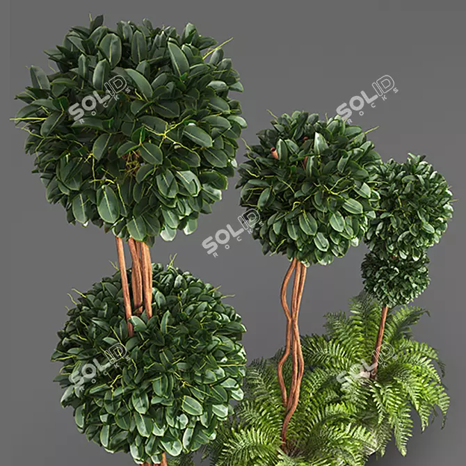 French Plant Collection: Tallest 250cm 3D model image 2