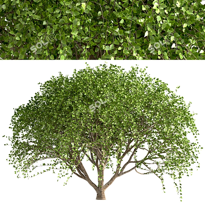 Weeping White Mulberry Trees: Ornamental & Fruitful 3D model image 3