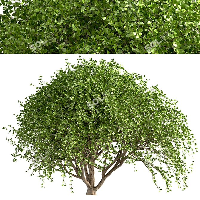 Weeping White Mulberry Trees: Ornamental & Fruitful 3D model image 4