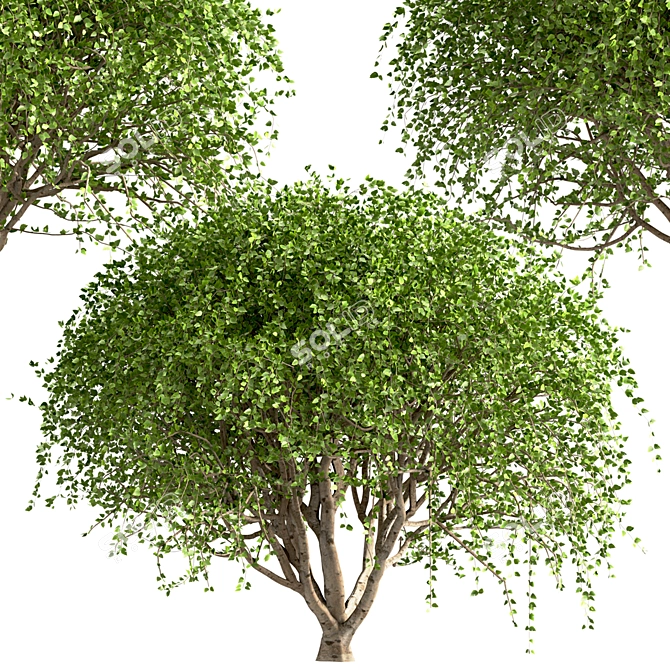 Weeping White Mulberry Trees: Ornamental & Fruitful 3D model image 6