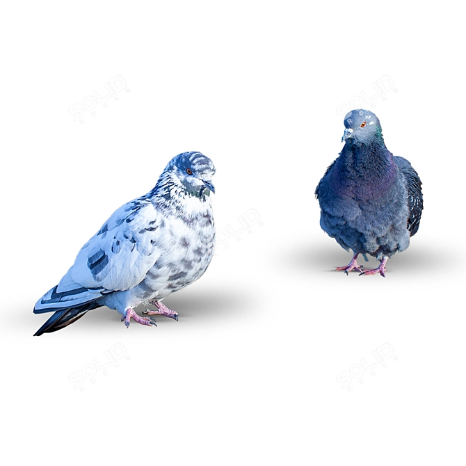 Graceful Pair of Doves 3D model image 1