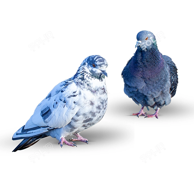 Graceful Pair of Doves 3D model image 3