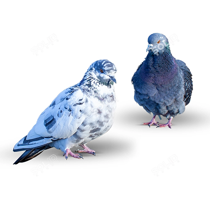 Graceful Pair of Doves 3D model image 4