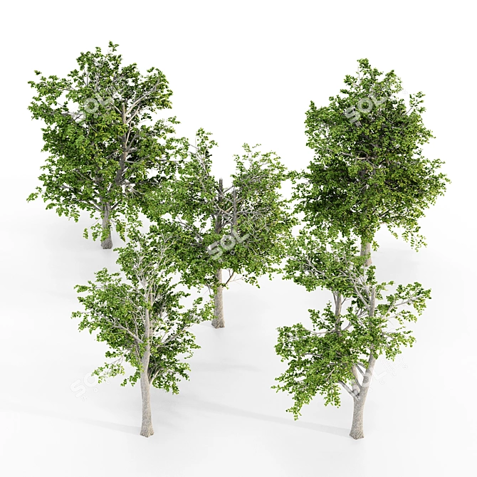European Linden Forest: 5 Tall Trees 3D model image 2