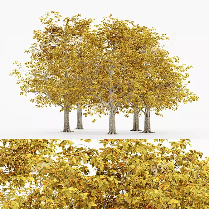 European Beech Fall - 5 Trees 3D model image 1