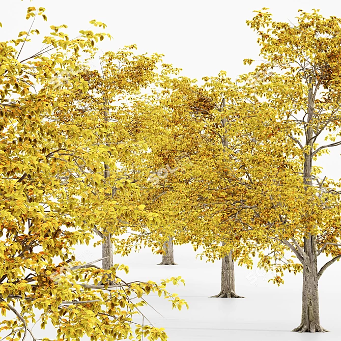 European Beech Fall - 5 Trees 3D model image 2