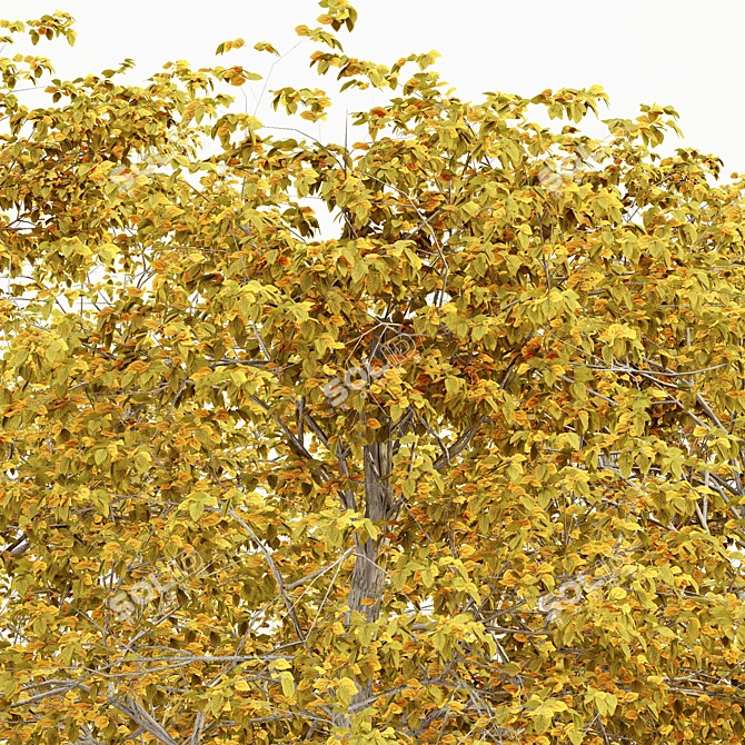 European Beech Fall - 5 Trees 3D model image 3