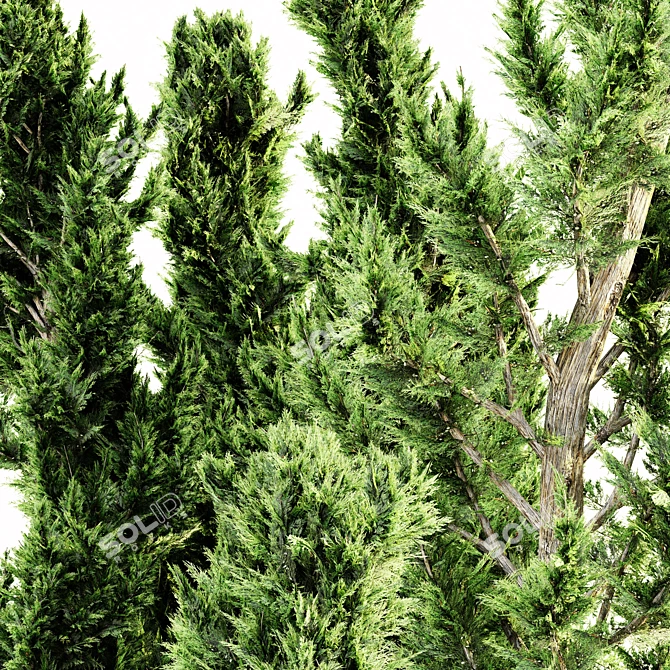 Forest Heights Hollywood Juniper Bundle 3D model image 3