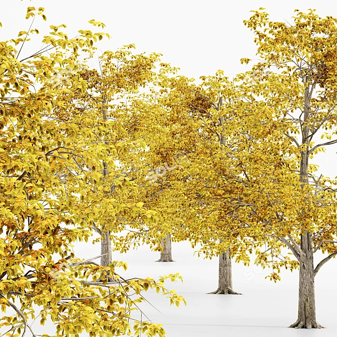 European Beech Fall Tree Set 3D model image 2