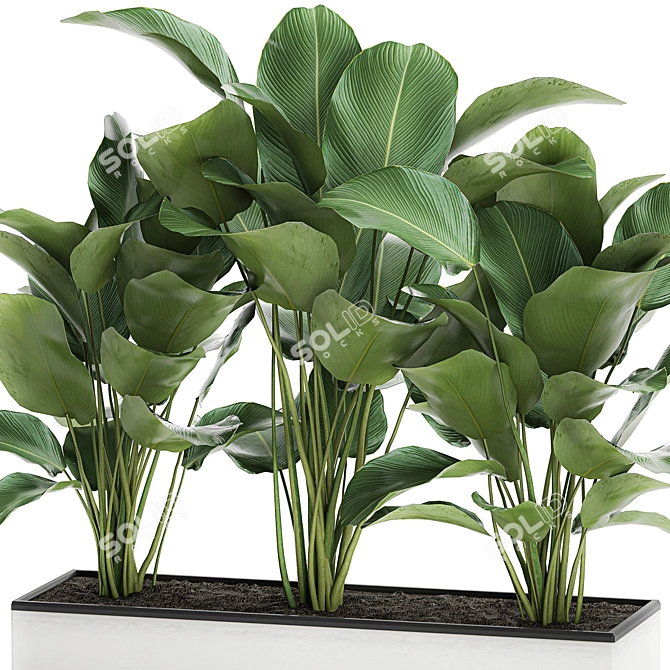 Exotic Plant Collection: Calathea, Ravenala, Strelitzia 3D model image 2