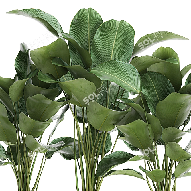 Exotic Plant Collection: Calathea, Ravenala, Strelitzia 3D model image 4