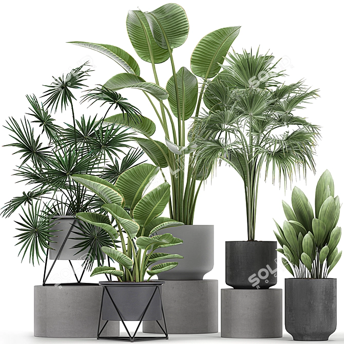 Tropical Plant Collection: Exotic Palms & Fan Palms 3D model image 1