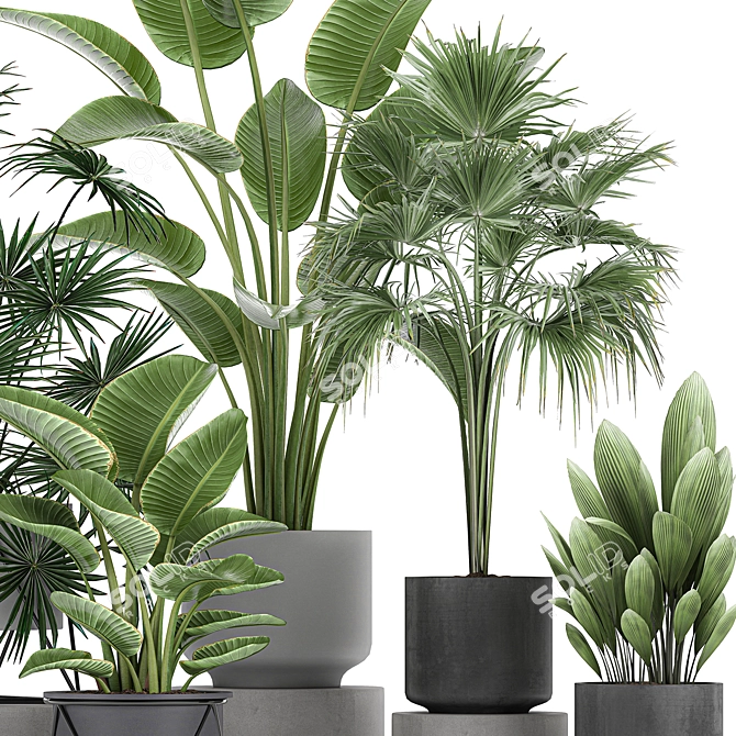 Tropical Plant Collection: Exotic Palms & Fan Palms 3D model image 2
