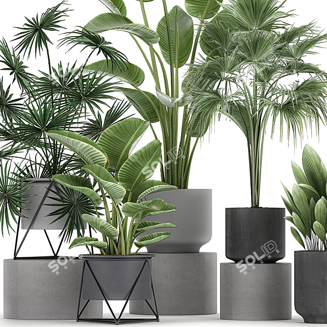 Tropical Plant Collection: Exotic Palms & Fan Palms 3D model image 4