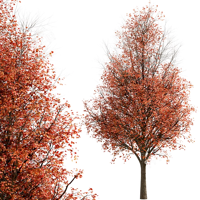 Callery Pear Tree Duo - Exquisite Pyrus Calleryana Pair 3D model image 4