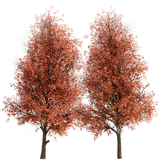 Callery Pear Tree Duo - Exquisite Pyrus Calleryana Pair 3D model image 7