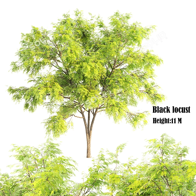 Russian Black Locust Tree: Over 900K Polygons 3D model image 1