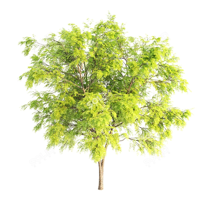 Russian Black Locust Tree: Over 900K Polygons 3D model image 2