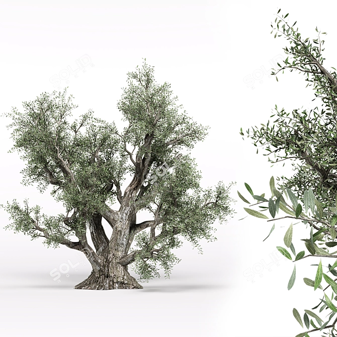 Beautiful Old Olive Tree 3D model image 1