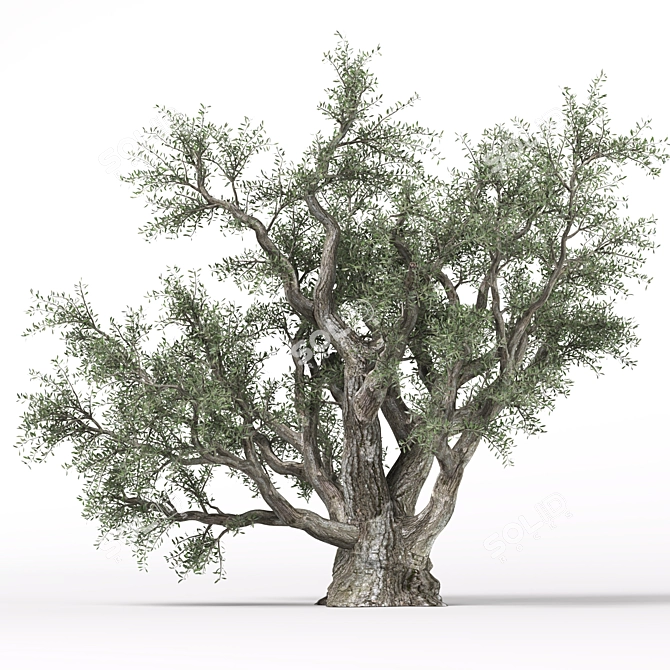Beautiful Old Olive Tree 3D model image 2