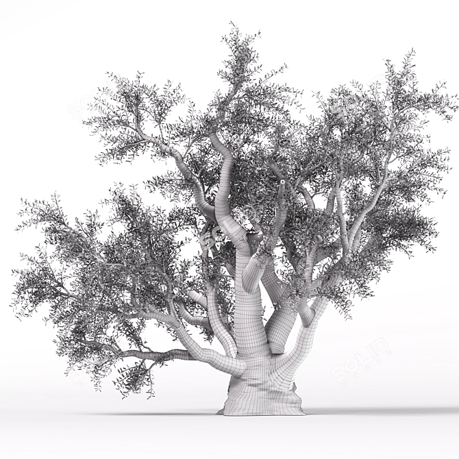 Beautiful Old Olive Tree 3D model image 3