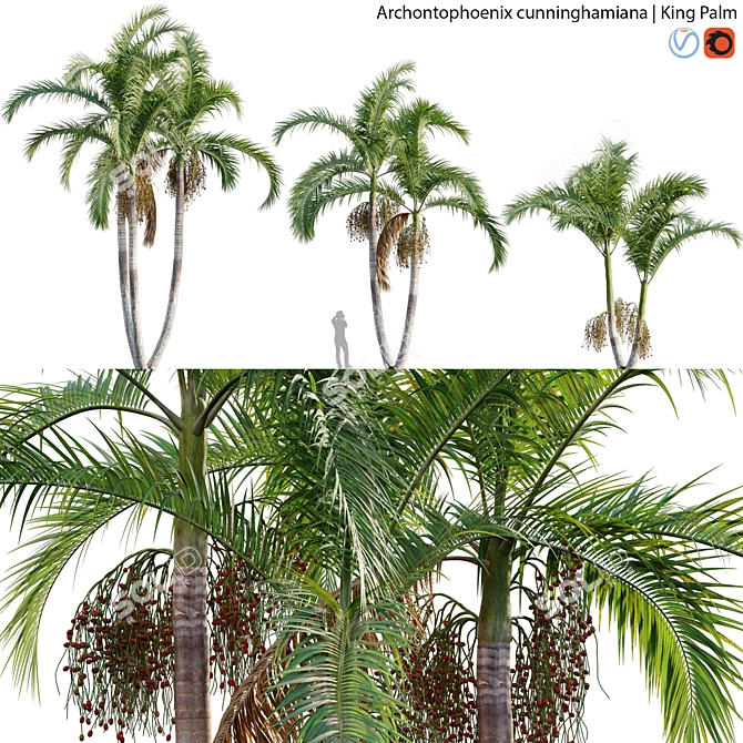 Archontophoenix Cunninghamiana Palm 3D model image 1