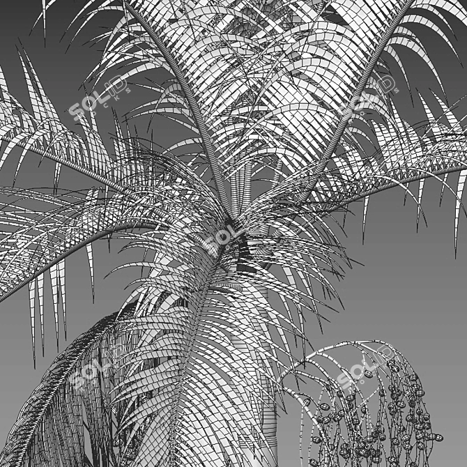 Archontophoenix Cunninghamiana Palm 3D model image 3